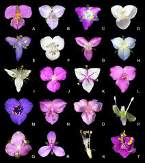 Image result for Commelinaceae