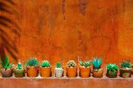 Coconut oil benefits for hair care. Cactus For Hair 7 Incredible Benefits And How To Use Loved By Curls