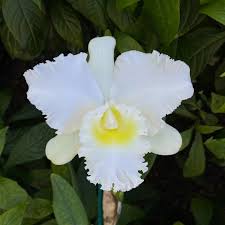 Orquídea Branca: Significados, Espécies e Como Cuidar!