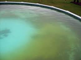 Yellow Algae Swimming Pool Algae Swimming Pool Problems Mustard Algae Algee Algie Swimming Pool Care Pool Landscaping Inground Pool Maintenance Swimming Pools