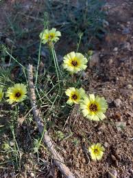 Image result for Tolpis