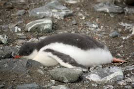 Birds That Lay Their Eggs On The Ground Gentoo Penguins Choose Shallow Coastal Areas For Their Breeding Grounds Building Their Nests Amongst Tufts Of Grass Or O Penguins Gentoo Penguin Cute Penguins
