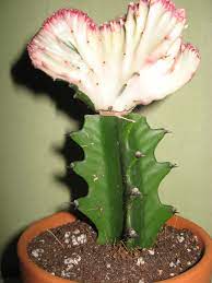 Cette plante chandelier est gracieusement simple. Euphorbia Lactea Candelabra Cactus Dragon Bones False Cactus Milkstripe Euphorbia Mottled Candlestick Mottled Spurge North Carolina Extension Gardener Plant Toolbox