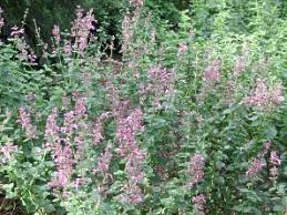 Image result for Syncolostemon