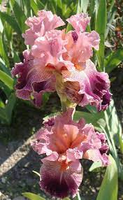 Iris Plant Iris Flowers Iris Garden Beautiful Flowers Photos