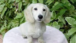 Miniature dachshunds are like a piece of candy. Dachshund Long Haired Male Ee Pale English Cream Dachshund For Sale In Loveland Ohio Classified Americanlisted Com