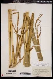 Image result for Cenchrus geniculatus