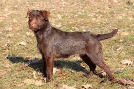 They are not as feisty as other terrier breeds, but they do still have a mind of their own. Patterdale Or Border Terrier Which Is The Quieter Of The Two Breeds Pets4homes