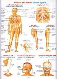 More than 150 bus body building industries are located in and around karur. Human Body Parts With Pictures In Tamil Pin On Teachers G H S S Kottanathampatti