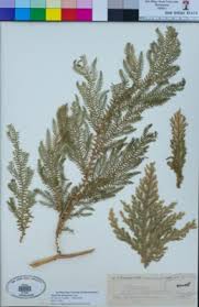 Image result for Selaginella lewalleana