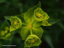 Image result for Euphorbia serratifolia