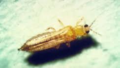 Image result for Cyperus breviradius