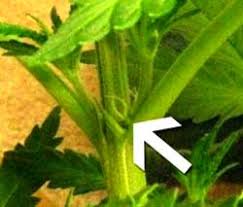 Now, let's take a closer look at marijuana's four flowering phases: Is There A Way To Force My Female Plant To Hermaphrodite Also She S Showing Pistils White Hairs In The Vegetative Stage What Gives Grow Weed Easy