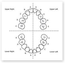 child dental chart diagram quizlet