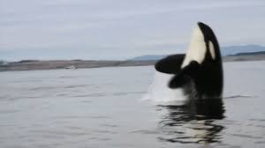 Wild Orca Gifs Get The Best Gif On Giphy Killer whale photos and pictures. wild orca gifs get the best gif on giphy