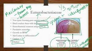 Image result for Enterobacteriaceae