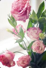But it's easy to grow alongside. Delicate Pink Lisianthus Blooms Flowers Flower Bouquet Wedding Beautiful Flowers Flowers Bouquet