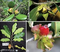 Image result for Diospyros consolatae
