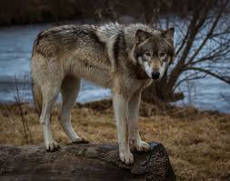 Wolf Intensity Wolf Photos National Geographic Wolf Park