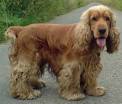 Dogs For Adoption - Cocker Spaniel - Camp Cocker Rescue