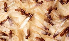 Choose an ant control company that can confidently provide a considerable list of previous customers upon request. Do I Need A Pest Control Company Pests In The Home