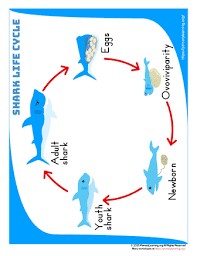 Great white sharks can swim at speeds of 25 km/hr (16 mph) for short bursts and to depths of 1,200 m (3,900 ft). Shark Life Cycle Anchor Chart Primarylearning Org