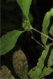 Image result for Eriocaulon abyssinicum