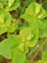 Image result for Euphorbia platycephala