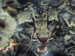Satu ada di belakang kursi penumpang seperti biasanya, satu lagi persis ada di. Jangan Keluar Rumah Sendirian Saat Malam Binatang Buas Itu Belum Tentu Macan Dahan Regional Liputan6 Com