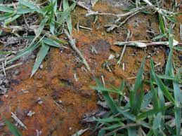It can aggressively spread by using stolons and can be quite difficult to. Rust Lawn Disease Turfgator