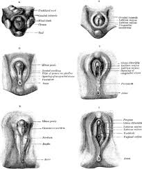 Overview of the male reproductive system. List Of Related Male And Female Reproductive Organs Wikipedia
