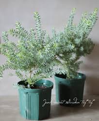 銀葉アカシア ブルーブッシュ すべての商品 Junk Sweet Garden Tef Tef