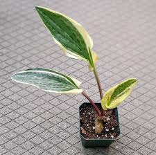 Image result for Ledebouria luteola