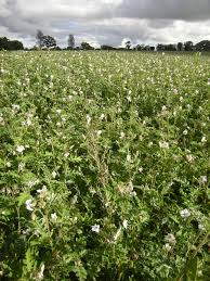 Image result for Solanum