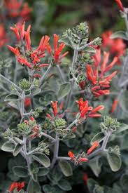 Image result for Dicliptera pumila