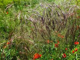 Image result for Bromus  erectus