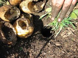 Maybe you would like to learn more about one of these? Vole Damaged Potatoes Vole Bait Stations Get Rid Of Voles Vole Control