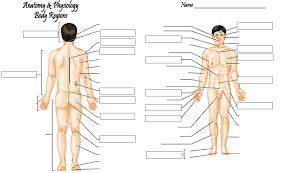 The anatomical position is a standing position, with the head facing forward and the arms to the side. Anatomy Regional Terms Quiz Anatomy Drawing Diagram