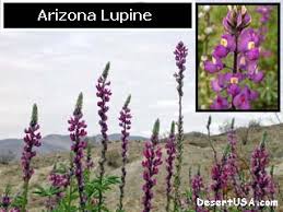 The shrub may grow to around 15 feet, and many hybrids have been developed that you can enjoy. Blue And Purple Desert Wildflowers Desertusa