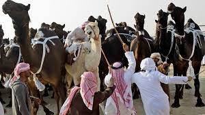 Qurbani online performs qurbani on all three days of eid ul azha and you can also recommend a time of. Saudi Arabia Bans Hajj Camel Slaughter Al Arabiya English