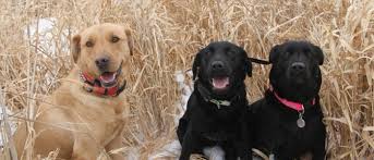 The place to get your. Indian Creek British Labs Just Another Wordpress Site