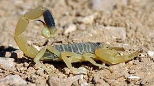 Weird Desert Animals Hayvan Akrep Dunya