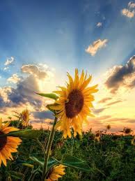Kansas Beautiful Sunflower Pictures Sunflower Fields Sunflower Wallpaper