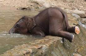 Maybe you would like to learn more about one of these? Baby Elephant Drinking Baby Animals Funny Cute Animal Pictures Baby Animals Pictures