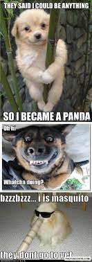 Funny Dog Pictures 9 Photo On Funnydogs Topdogs Dogmemes Cutedog Cutepuppys Cutedogs Baby Animals Funny Cute Dog Memes Cute Funny Animals