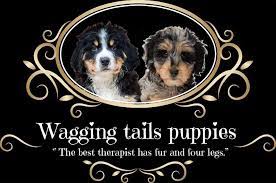Wagging tails pet resort response. Wagging Tails Puppies Home Facebook