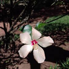 Image result for Agelanthus krausei