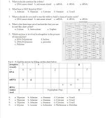 Solved 1 What Molecule Contains The Codons A Dna Sense