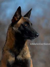 Belgian Malinois Belgian Malinois Dog Malinois Dog Belgium Malinois
