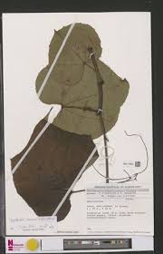 Image result for Ampelocissus abyssinica